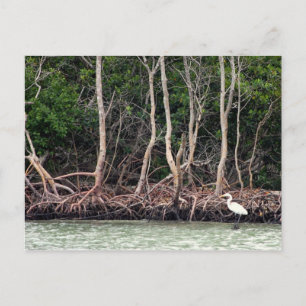 Florida Mangroves Briefkaart