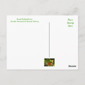 Florida Museum Butterfly Rainforest Briefkaart (Achterkant)