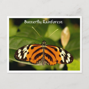 Florida Museum Butterfly Rainforest Briefkaart