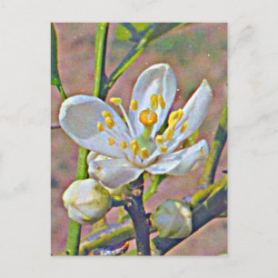 Florida Oranje Blossom Briefkaart