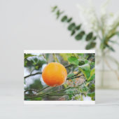 Florida Oranje Post-kaart Briefkaart (Staand voorkant)