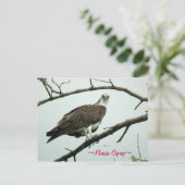 Florida Osprey-Briefkaart Briefkaart (Staand voorkant)