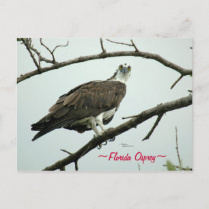 Florida Osprey-Briefkaart Briefkaart