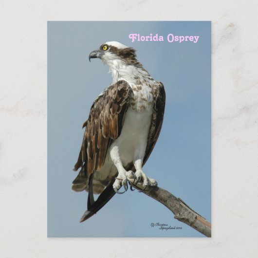 Florida Osprey poseren Briefkaart (Voorkant)