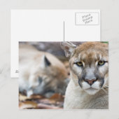Florida panter briefkaart (Voorkant / Achterkant)
