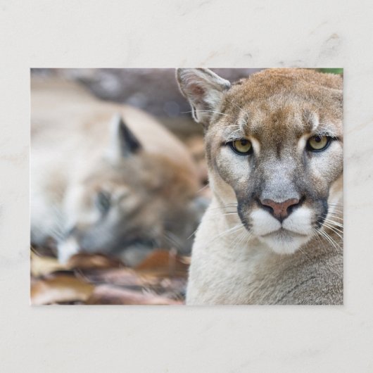 Florida panter briefkaart (Voorkant)