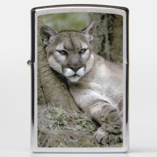 Florida panter, Felis concolor coryi,