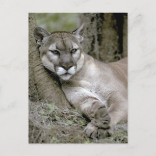 Florida panter, Felis concolor coryi, Briefkaart