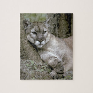 Florida panter, Felis concolor coryi, Legpuzzel
