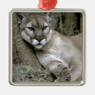 Florida panter, Felis concolor coryi, Metalen Ornament