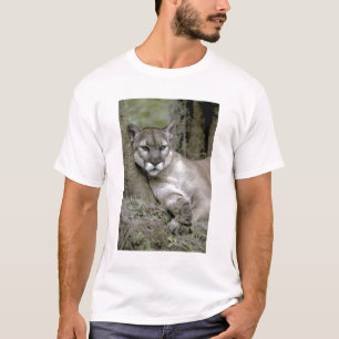 Florida panter, Felis concolor coryi, T-shirt