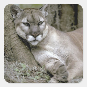 Florida panter, Felis concolor coryi, Vierkante Sticker