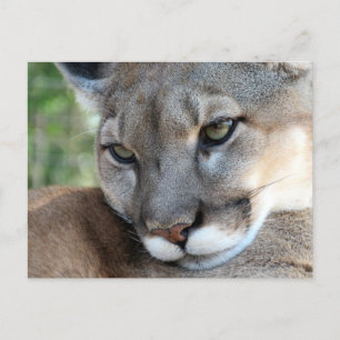 Florida Panther - Apprentissage Carte Postale
