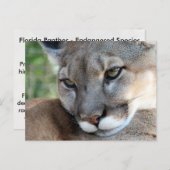 Florida Panther - Apprentissage Carte Postale (Devant / Derrière)