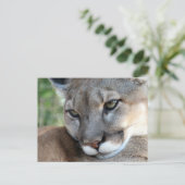 Florida Panther - Apprentissage Carte Postale (Debout devant)