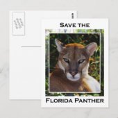 Florida Panther Briefkaart (Voorkant / Achterkant)