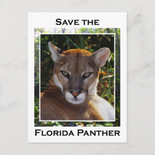 Florida Panther Briefkaart