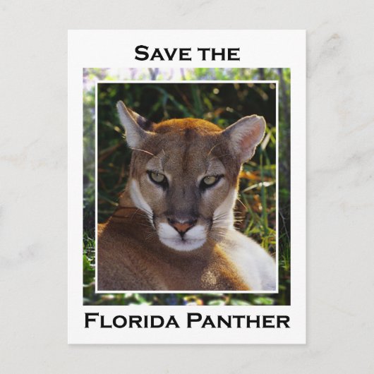 Florida Panther Briefkaart (Voorkant)