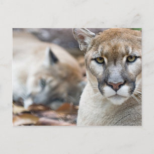 Florida Panther Briefkaart