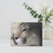 Florida Panther Briefkaart (Staand voorkant)