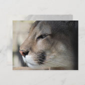 Florida Panther Briefkaart (Voorkant / Achterkant)
