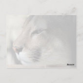 Florida Panther Briefkaart (Achterkant)