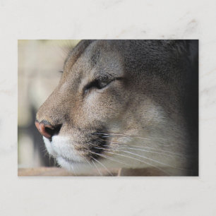 Florida Panther Briefkaart