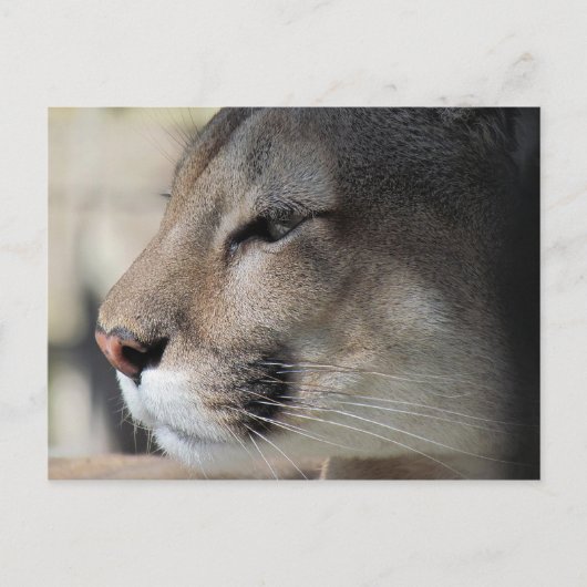 Florida Panther Briefkaart (Voorkant)