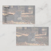 Florida """""Panther""" (Cougar), liggen beneden Visitekaartje (Voorkant / Achterkant)