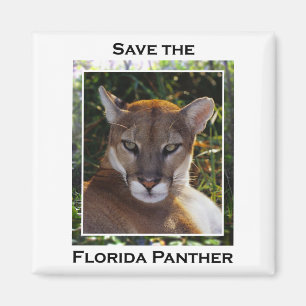 Florida Panther Magneet