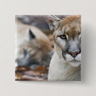 Florida Panther Vierkante Button 5,1 Cm