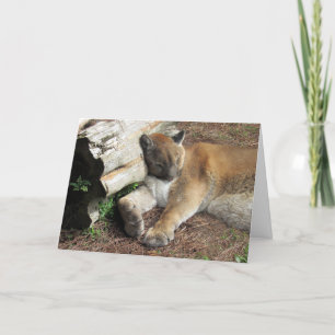 Florida Panther Wenskaart Kaart