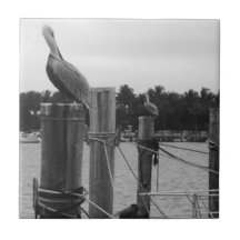 Florida, Pelican op de Boatdock tegel