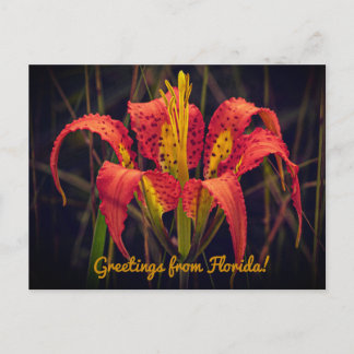 Florida Pine Lily Ansichtkaart Briefkaart