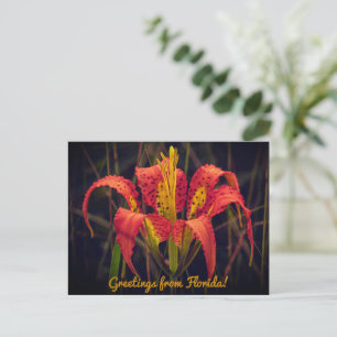 Florida Pine Lily Ansichtkaart Briefkaart
