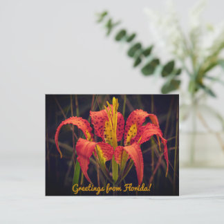 Florida Pine Lily Ansichtkaart Briefkaart