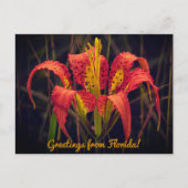 Florida Pine Lily Briefkaart (Voorkant)