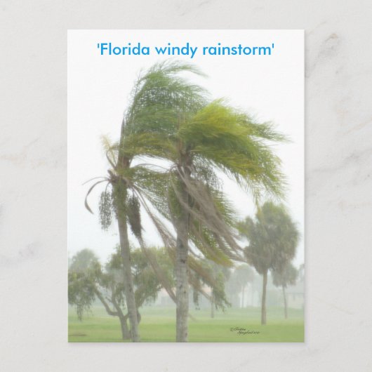Florida Rainstorm Palm tree Carte postale (Devant)