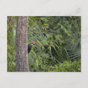 Florida Red Headed Pileated Woodpecker Profiel Briefkaart