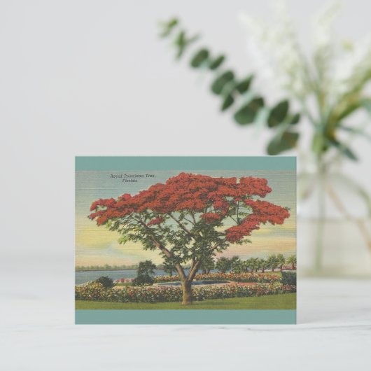 Florida Royal Poinciana-boom Briefkaart (Staand voorkant)