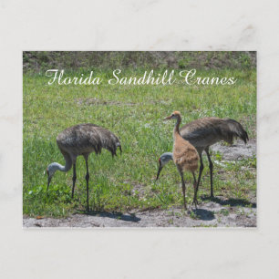 Florida Sandhill Cranes Familie Natuur Foto Briefkaart