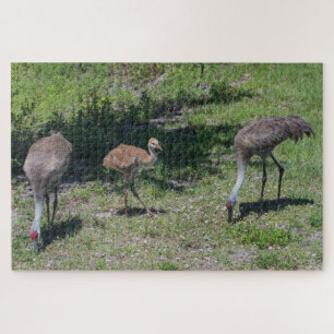 Florida Sandhill Cranes Family Foto Legpuzzel