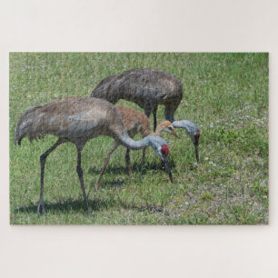 Florida Sandhill Cranes loopt op groen terrein Legpuzzel