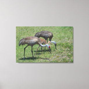 Florida Sandhill Kraanvogels Lopen in Groen Veld Canvas Afdruk