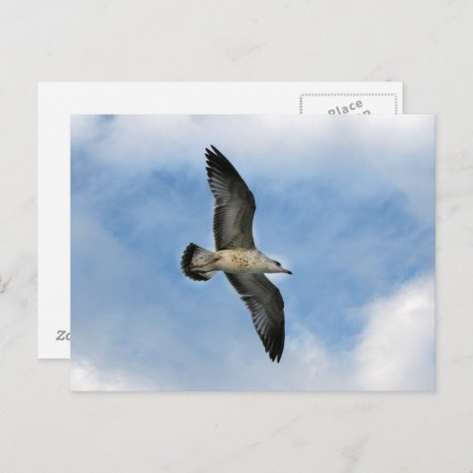 Florida seagull tegen blauwe lucht briefkaart (Voorkant / Achterkant)