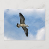 Florida seagull tegen blauwe lucht briefkaart (Voorkant)