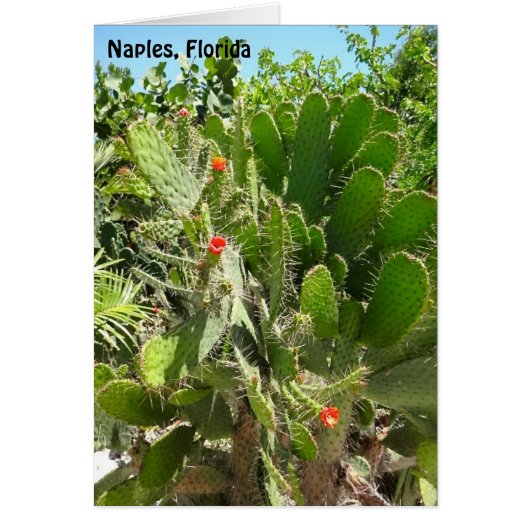 Florida Semaphore Cactus Napels Botanische Garden (Voorkant)