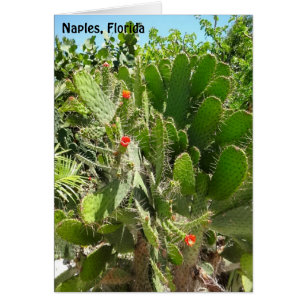 Florida Semaphore Cactus Naples Jardin botanique
