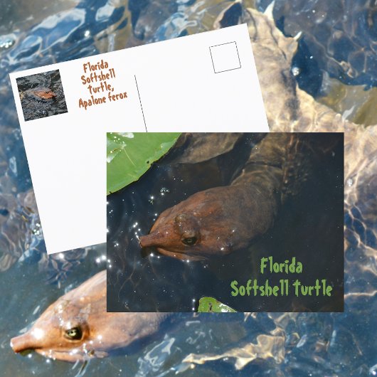 Florida Softshell Schildpad Fotografische Wilde Na Briefkaart