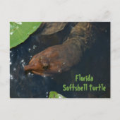 Florida Softshell Schildpad Fotografische Wildlife Briefkaart (Voorkant)